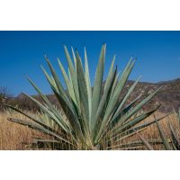 Tequila-Tasting Frankfurt: eine große Agavenpflanze