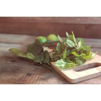 Thai-Kochkurs Köln – Thai Basilikum