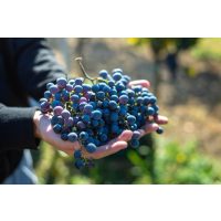 Wein-Tasting Hamburg – blaue Weintrauben