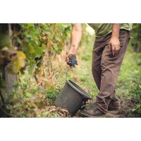 Wein-Tasting Hamburg – Winzer bei der Weinlese