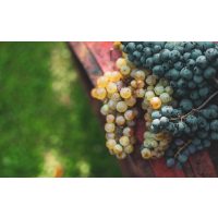 Weinprobe Berlin – rote und weiße Trauben