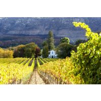 Weinprobe Frankfurt - kapholländisches Weingut