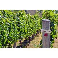 Weinprobe Köln – Weinreben Pinot Noir