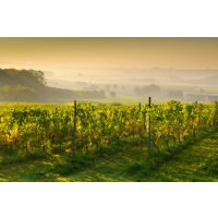 Weinprobe Stuttgart – Weinberge