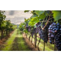 Weinprobe Stuttgart – Weintrauben