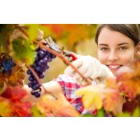 Weinseminar Nürnberg - Winzerin schneidet Reben