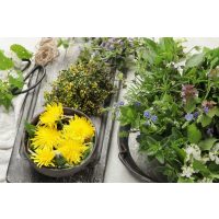 Wildkräuter-Kochkurs München – frische Wildkräuter