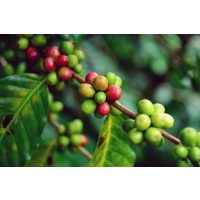 Barista-Kurs Bonn – Kaffeebohnen