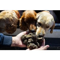 Virtuelle Reise best of Italy Trüffelhunde