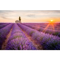 Genussreise Provence – blühende Lavendelfelder