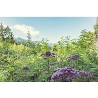 Kräuterwanderung München – Wildpflanzen