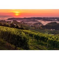 Virtuelle Reise nach Slowenien  Rebstöcke