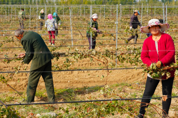 digitales Event Weinreise China Weinarbeit