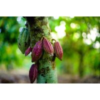 Schokoladenverkostung@Home – Raw Chocolat