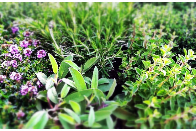 französischer Kochkurs Nürnberg - Lavendelcreme