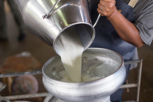 Käse selber machen Dresden – frische Rohmilch