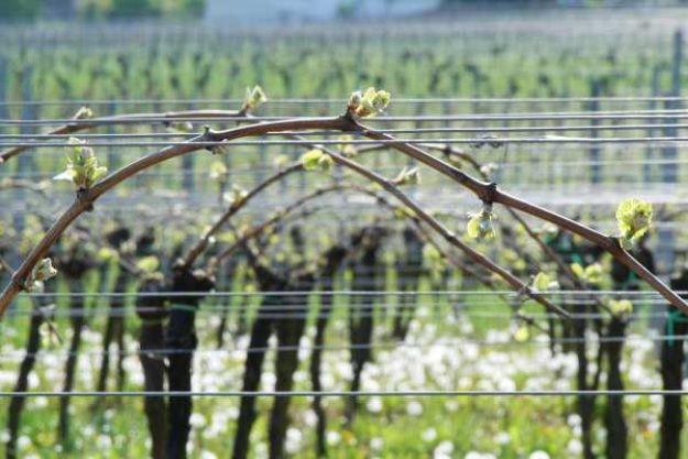 Weinwanderung online mit Essen Weinreben