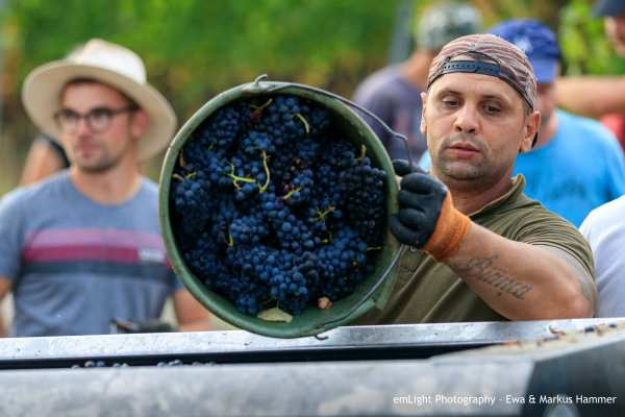 Weinwanderung online mit Essen Weinlese