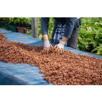 Schokoladenverkostung@Home – Verarbeitung von Kakaobohnen