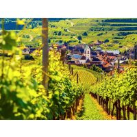 Wein-Tasting München – deutscher Weinberg