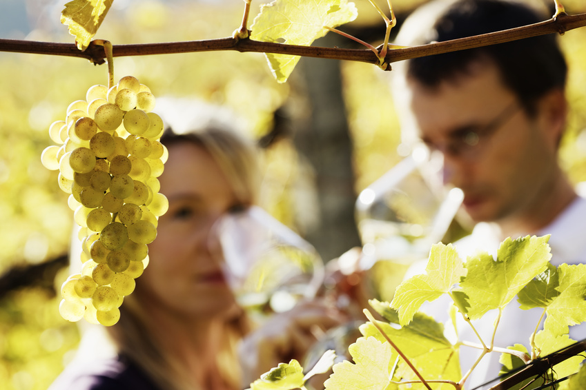 Weinwanderung Stuttgart: Weinwanderung im Weinberg