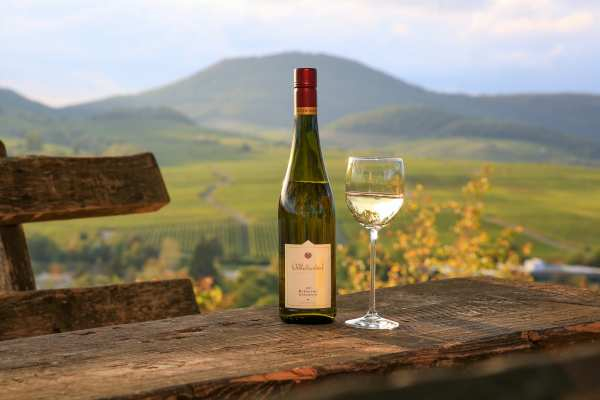 Weinprobe mit Wanderung Pfalz: Weinbergwanderung Pfalz